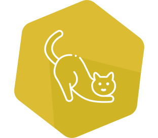 INgezim FeLV/FIV IC