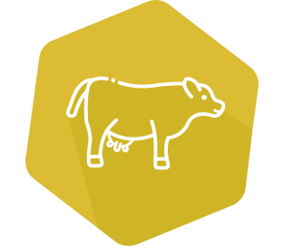 INgezim Brucella Bovina 2.0 960 tests