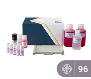 SENSISpec ELISA Buckwheat 96 Wells