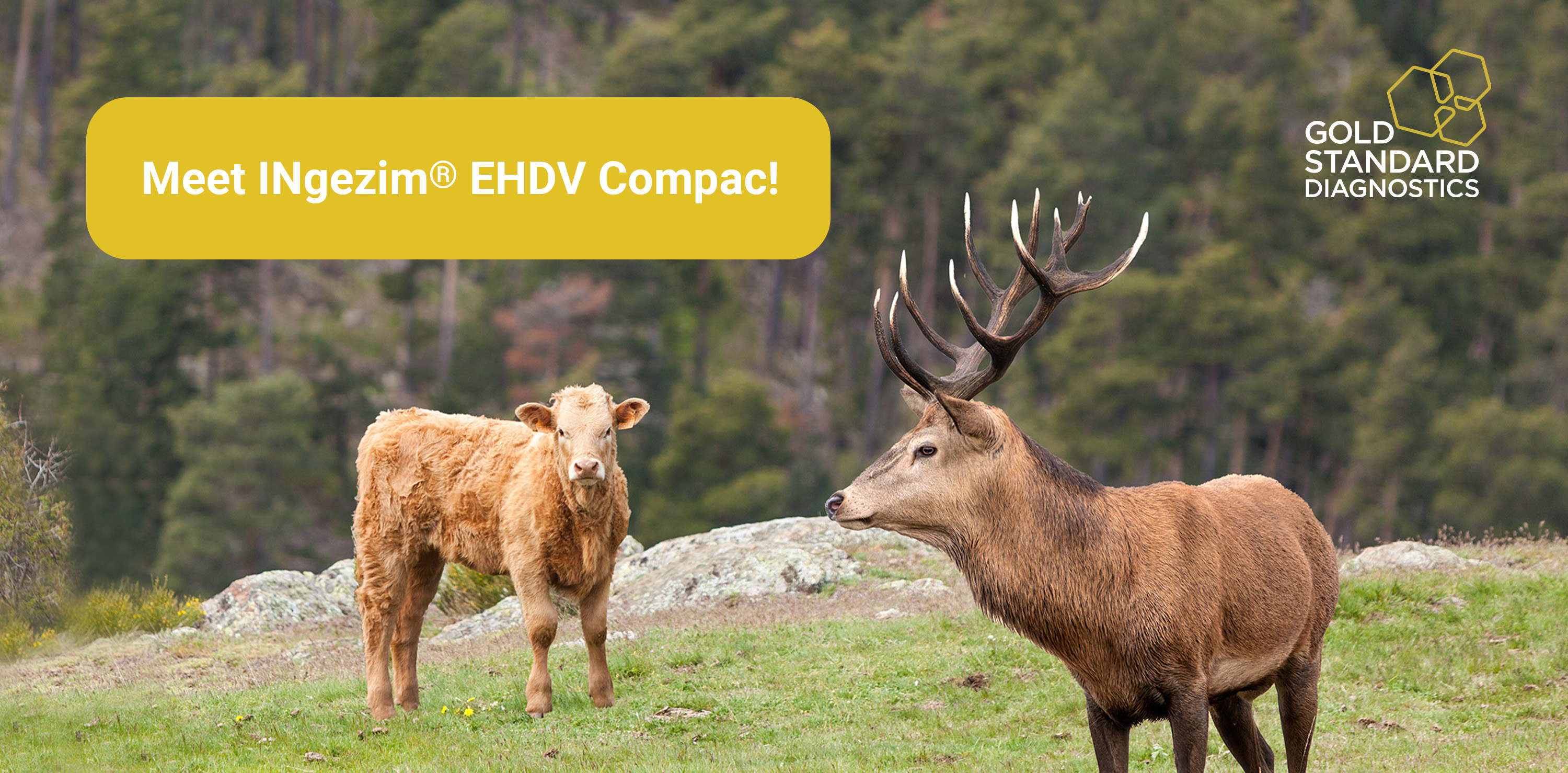 New tool to identify Epizootic Hemorrhagic Disease (EHD)