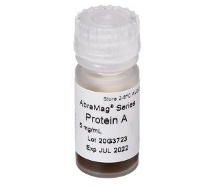 AbraMag Protein A Magnetic Beads 2 mL, 5 mg/mL