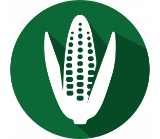 SpeciesIdent RT Corn/Maize IPC (LR)