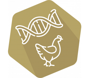 DNAnimal Ident Chicken IPC (LR)