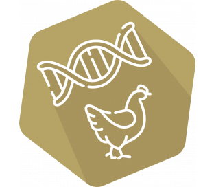 DNAnimal Ident  Chicken IPC (LR)