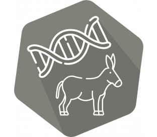 DNAnimal Ident Donkey (LR)