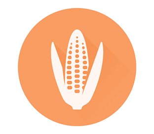 CP4 EPSPS (RR) Quantitative LFS Kit €“ Corn